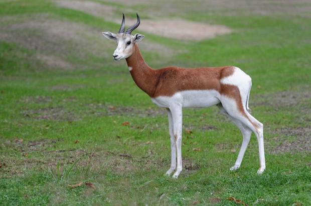 Mhorr-gazella Mhorr-gazella