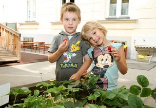 Zöldségeskert és fűszerspirál a bécsi óvodákban