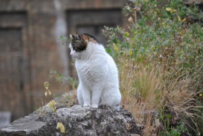Ciao „Miao”!