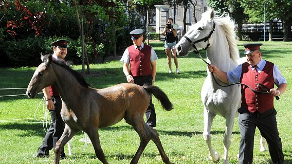 Bécsben nyaralnak a lipicai csikók