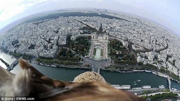 Nézze meg, ahogy egy sas nyaktörő sebességgel száguld és kamerázik Párizs felett!