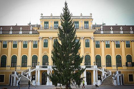 Idén tiroli lesz a bécsiek karácsonyfája