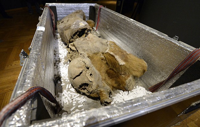 Mamutbébi múmia látható Bécsben!