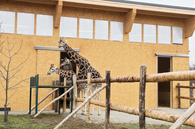 Küldjön egy zsiráfot a bécsi állatkertnek!