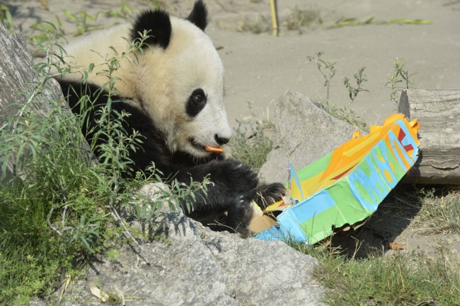 Ilyen Bécsben egy pandaszülinap