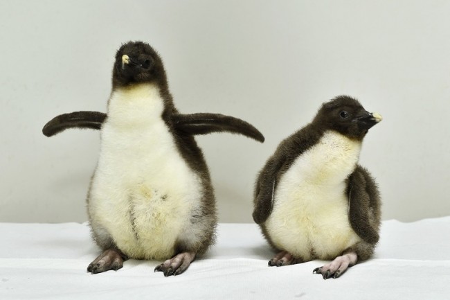 A bécsi pingvineknél nincs cukibb!