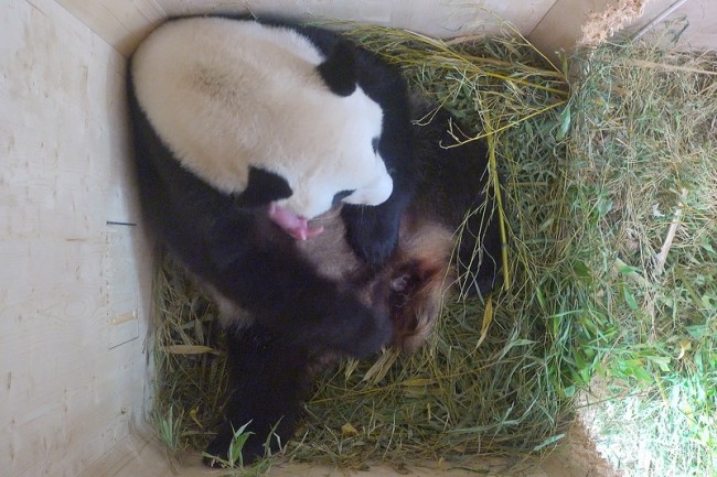 Kiderült: panda ikrek születtek Bécsben