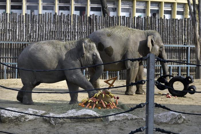 Négyéves Asha, a fővárosi állatkert elefántja