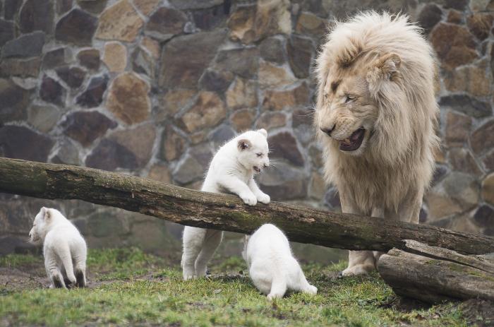 Titokzatos fehér oroszlánok születettek a Nyíregyházi Állatparkban