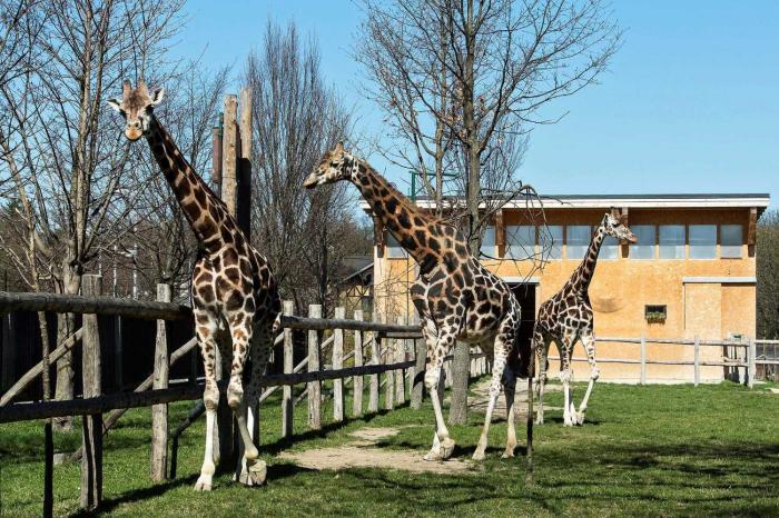 Egyedülálló látványosság lesz a Zsiráfpark a bécsi állatkertben