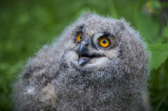 Dr. Bubo született a veszprémi állatkertben