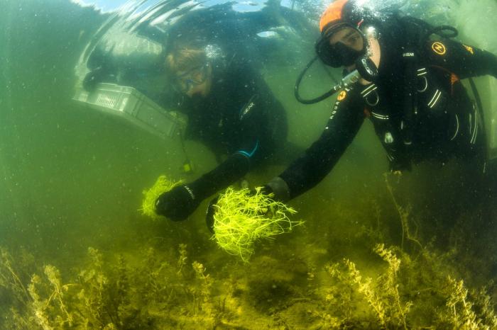 Bécsben rövid hínárokat telepítenek a Dunába a strandolók kedvéért