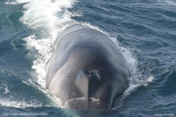 Két hatalmas bálna bukkant fel Mali Losinj partjainál