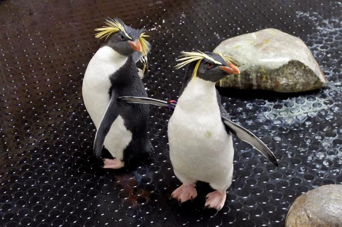 Ilyen egy bécsi happy end az ausztrál pingvineknek