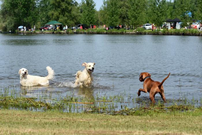 Már a Tisza-tóban is strandolhatnak a kutyák