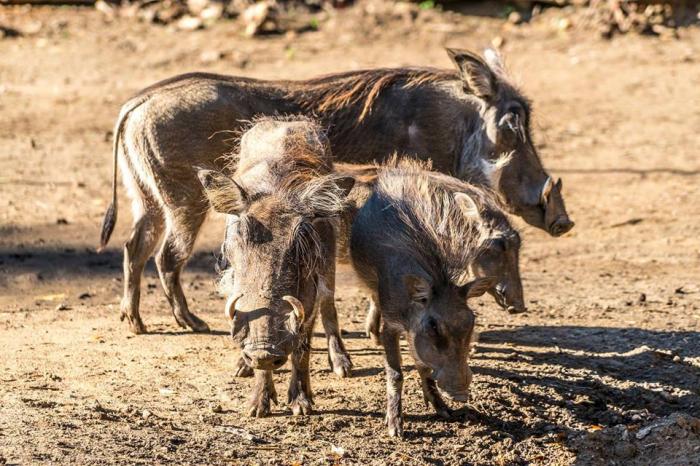 Varacskos malacok röfögnek a Nyíregyházi Állatparkban