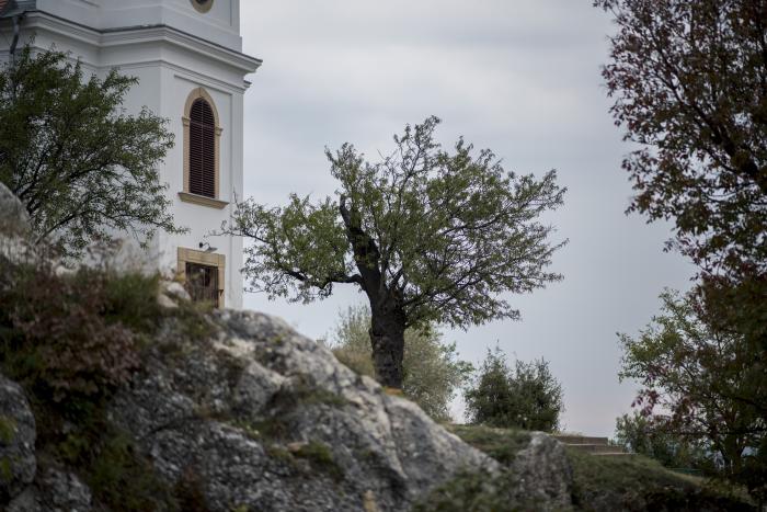 A pécsi havihegyi mandulafa lett az év fája