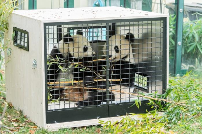 Csak november végéig láthatók a pandaikrek Bécsben