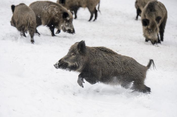 A vadmalacok is élvezik a havat