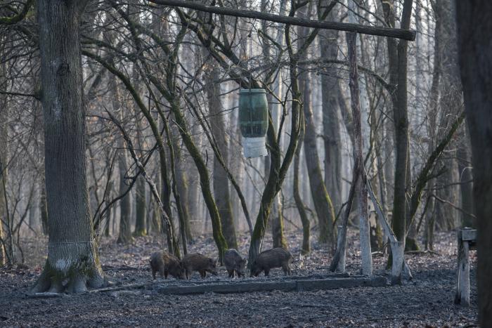 Így etetik télen a vadmalacokat a gemenci erdőben