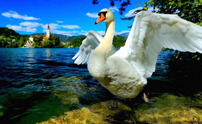 A sok turista miatt romlott a Bledi-tó vízminősége