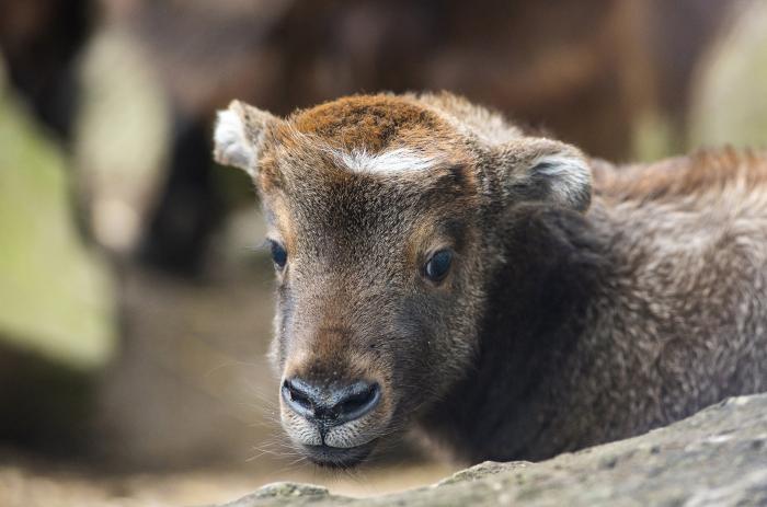 Mishmi takin és galléros agáma Magyarország új lakói