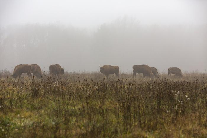 Vadon élő bölényekkel népesítik be az Őrséget