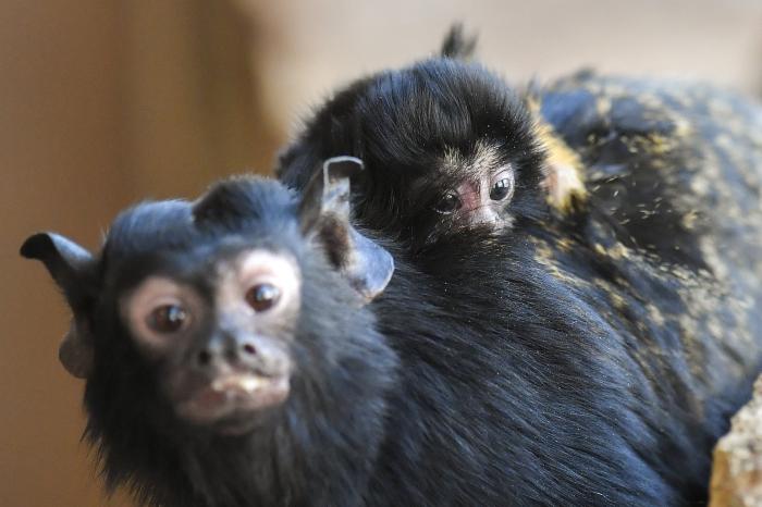 Szenteste aranykezű tamarinok születtek a debreceni állatkertben