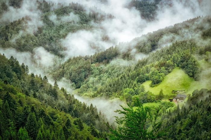 Német erdő a legnépszerűbb az Instagramon