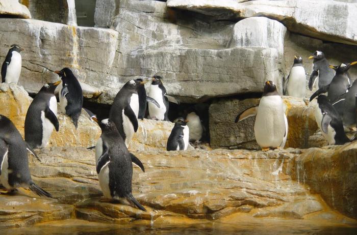 Karantén idején a pingvineket megcsapta a szabadság szele