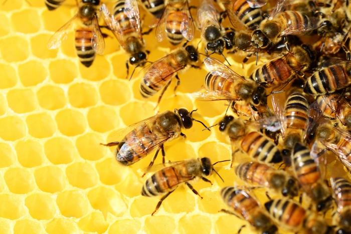 A Notre Dame méhei a tűzvész után  teletömték magukat mézzel és összekuporodtak