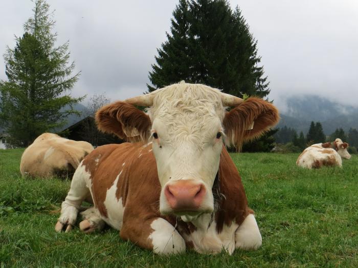 Maradj távol a tehenktől! Figyelmeztetnek, miután Tirolban ismét tehenek támadtak meg egy turistát