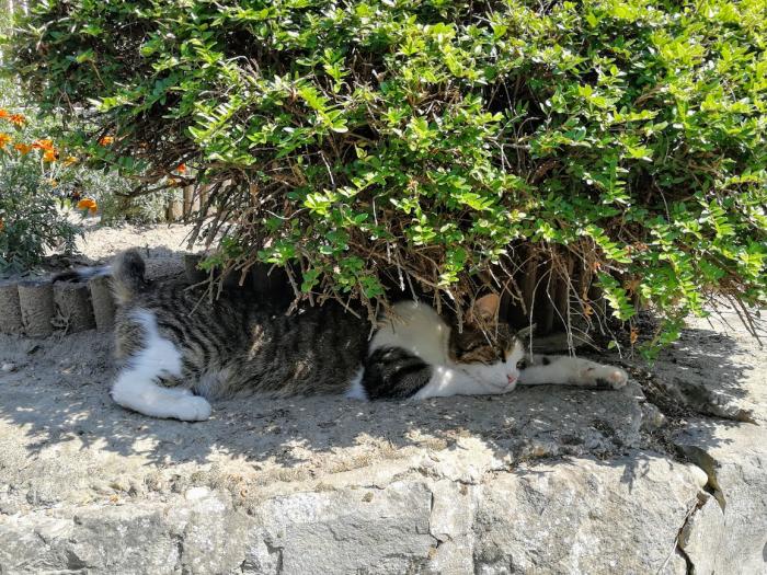A cicák világnapján fényképeztük ezt a bokor alatt hűsölő cicát Kisorosziban