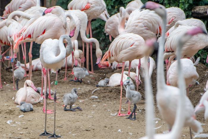 20 flamingófióka kelt ki a Budapesti Állatkertben 
