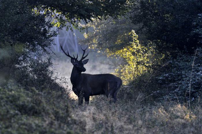 Gemenc: Indulnak a szarvasbőgés-hallgató túrák