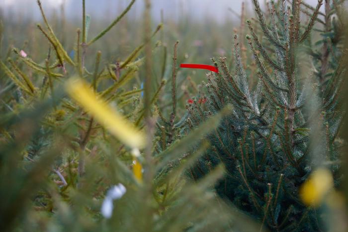 Országszerte óvintézkedésekkel rendezik meg idén az adventi vásárokat