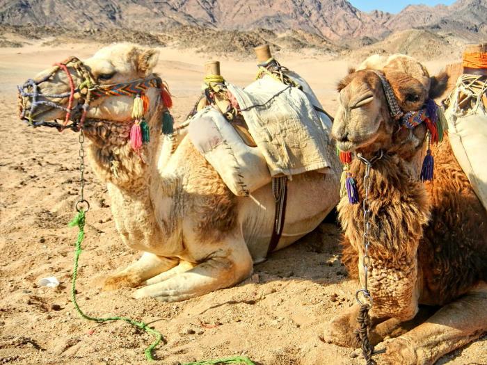 Egyiptom engedélyezi az utcai fotózást - mindent azért nem lehet