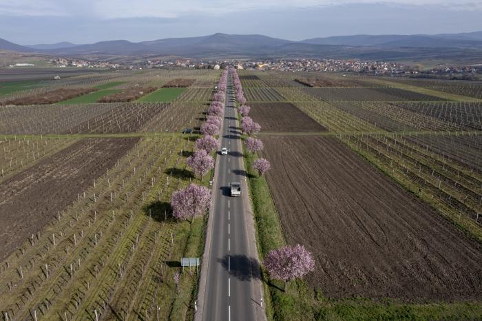 Kivirágzott a Mátra legszebb útja