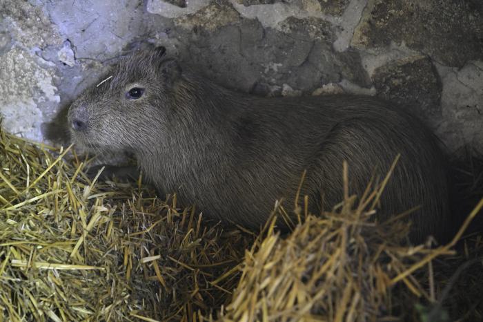 Ezért imádják a Föld legnagyobb rágcsálóját Debrecenben