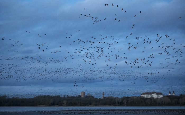 65 ezer vadludat várnak Tatán